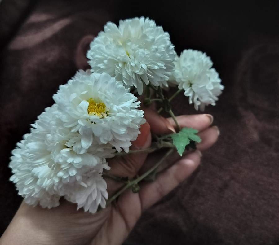 一把白菊,中元前后到园区,多数人手上带的就是这样一束