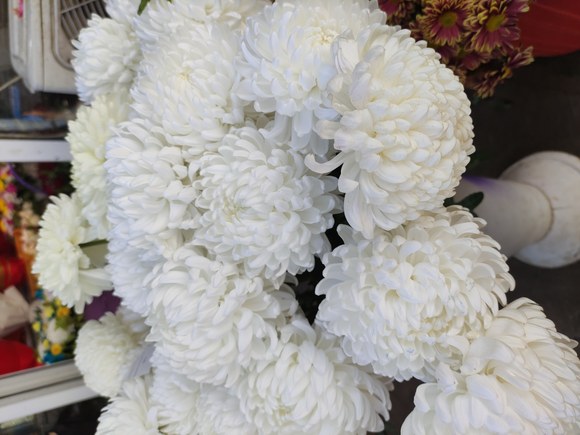 洁白素雅的鲜菊花束展现对先人的纯净缅怀与秋祭心意