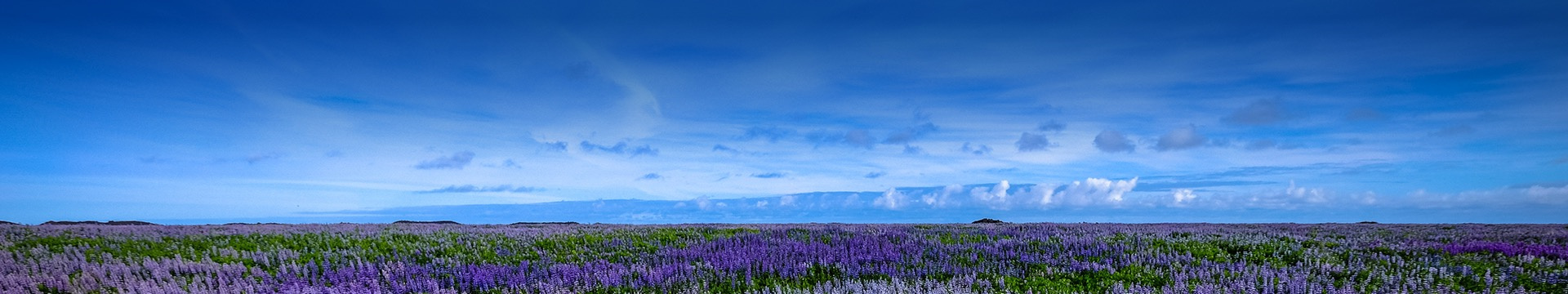 陵园景观横幅图